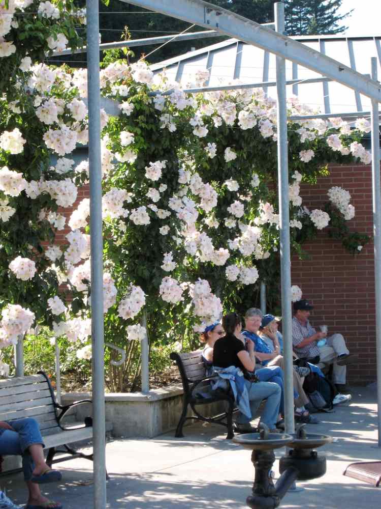 flores trepadeiras-jardim-vaso-planta-rosa-branco-sally-holmes