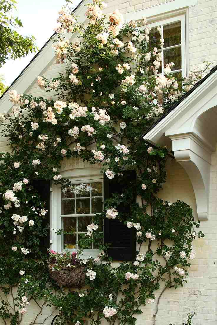 florescendo trepadeira plantas-jardim-vaso-planta-escalada rosa-casa-branca-romântico-novo-baixo