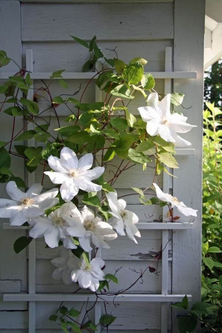 flores trepadeiras-jardim-vaso-planta-clematite-branca-ensolarada-flor