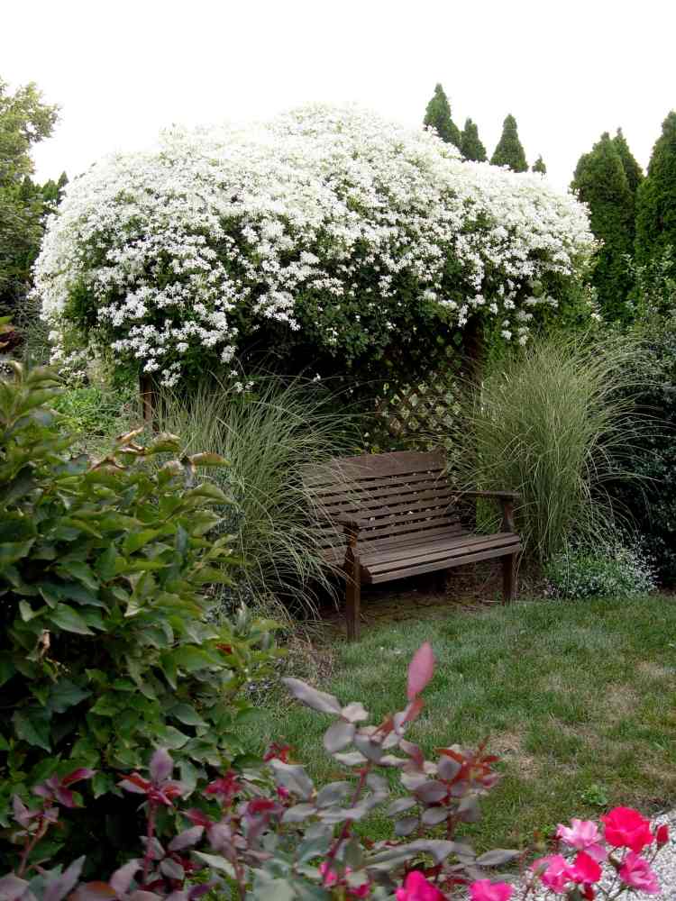 plantas trepadeiras com flores -garden-pergola-white-clematis-bench
