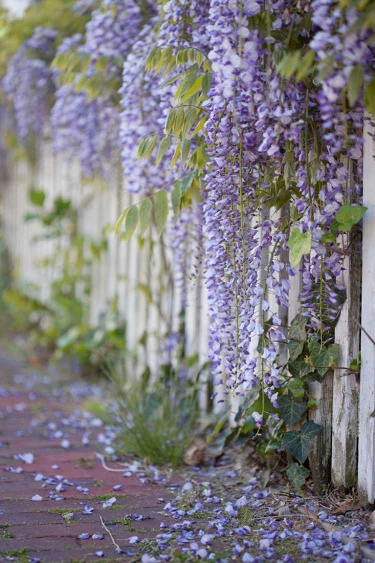 flores-escalada-plantas-jardim-vaso-planta-cerca-branco-azul-chuva-esplêndido