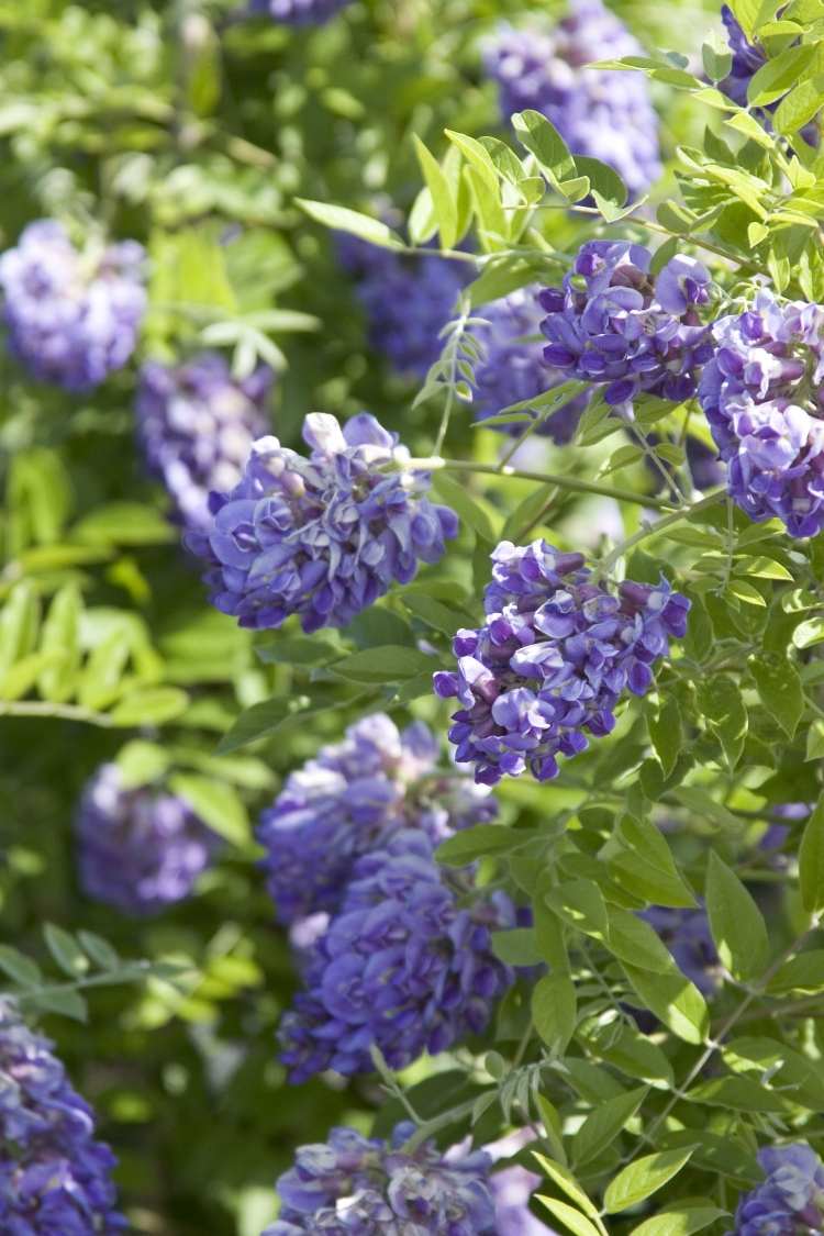 flores-escalada-plantas-jardim-arbusto-cheiro-glicínias