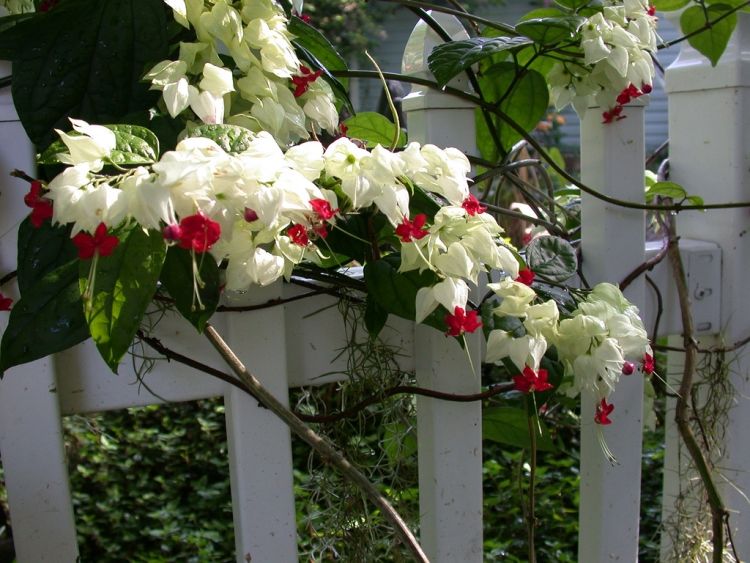 flor-escalada-plantas-jardim-vaso-planta-branco-vermelho-cerca-escalada-lote-arbusto