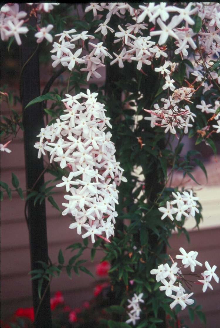 flor-escalada-plantas-jardim-vaso-planta-perene-perfume-branco-jasmim