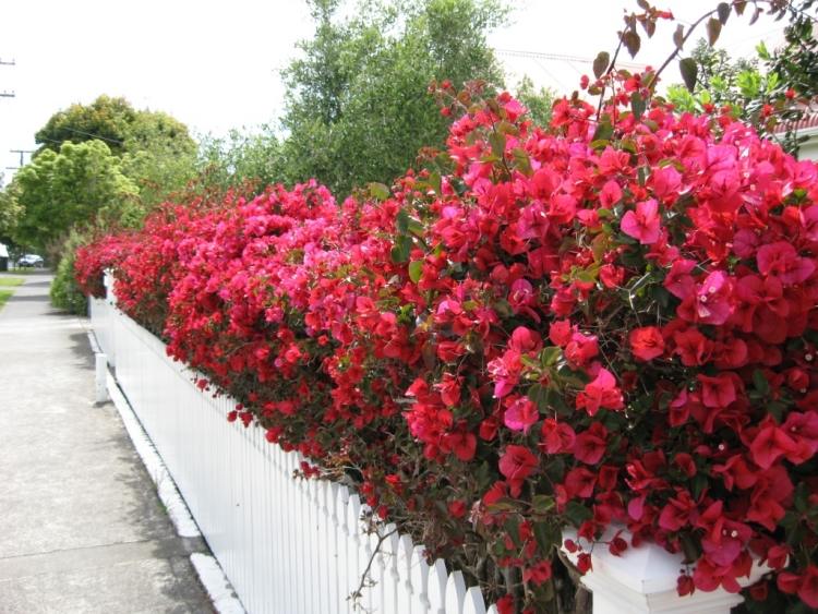 flor-escalada-plantas-jardim-vaso-planta-cerca-esplêndido-vermelho-buganvílias