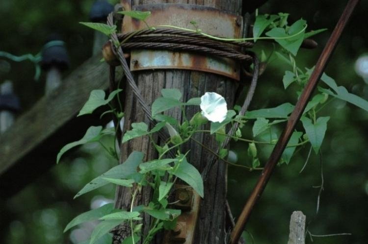 flor-escalada-plantas-jardim-lua-flor-branca-verde-selvagem