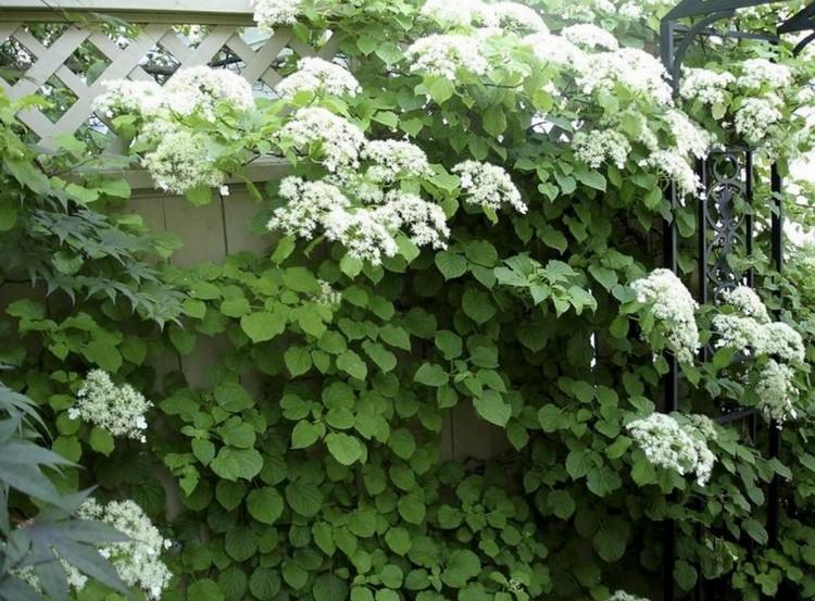 Cerca de madeira escalando hortênsia-hortênsia-peciolaris-branco-florescendo-privacidade-proteção-madeira