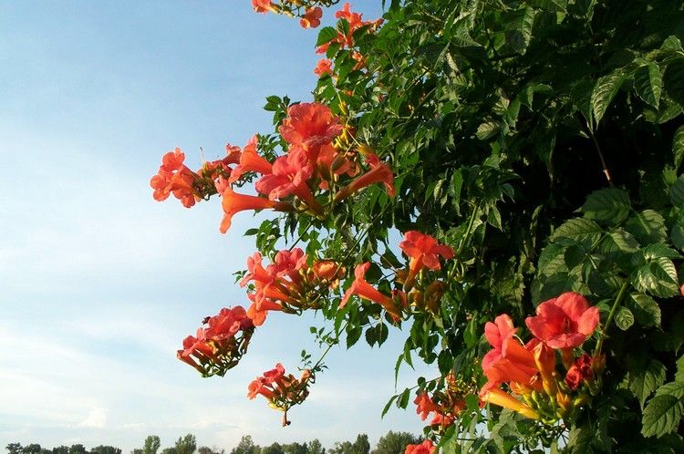 flor-escalada-plantas-trombeta-flor-Campsis-tagliabuana