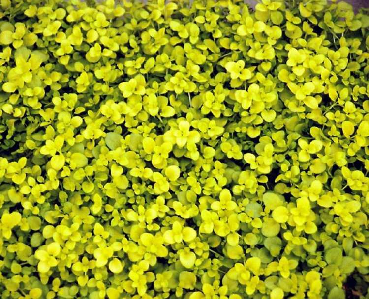 Plantas de cobertura do solo creeping-speedwell-light green-blaetter-yellow-Veronica-repens-Sunshine