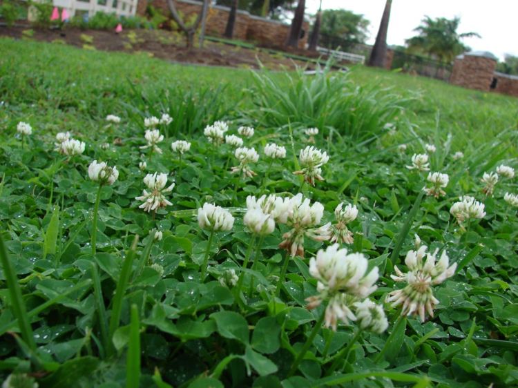 Cobertura do solo-branco-florescendo-Trifolium-repens-trevo-branco-em vez de-jardim-gramado