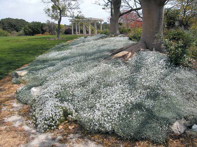 Cobertura do solo-Cerastium-tomentosum-filzige-hornwort-white-flowering