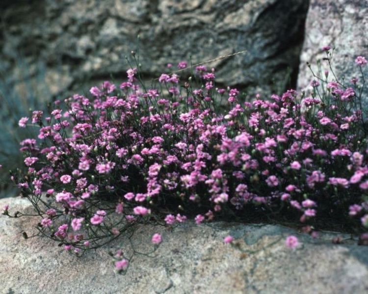 Plantas de cobertura do solo Creeping-Gipskraut-Pink-star-Gypsophila-repens-rock garden
