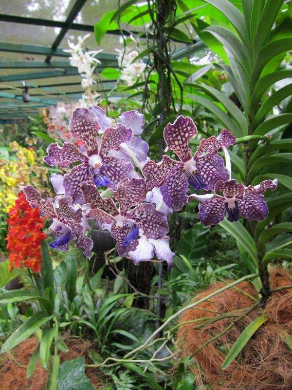 espécies de orquídeas do jardim botânico de singapura
