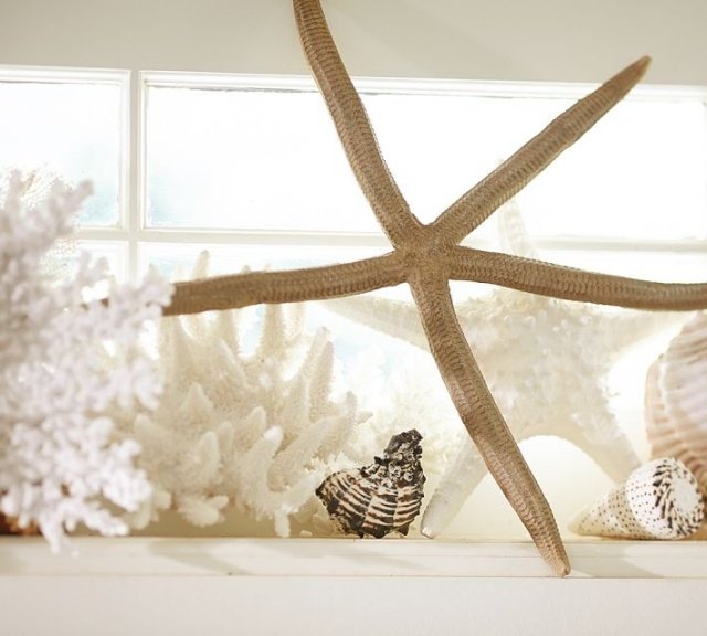 marítimo-decorativos-objetos-conchas-estrela do mar