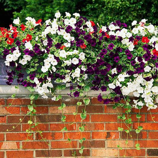 Canteiros de flores no terraço