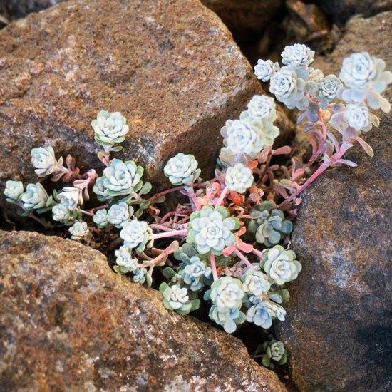 Alpendre de decoração em pedra de flores