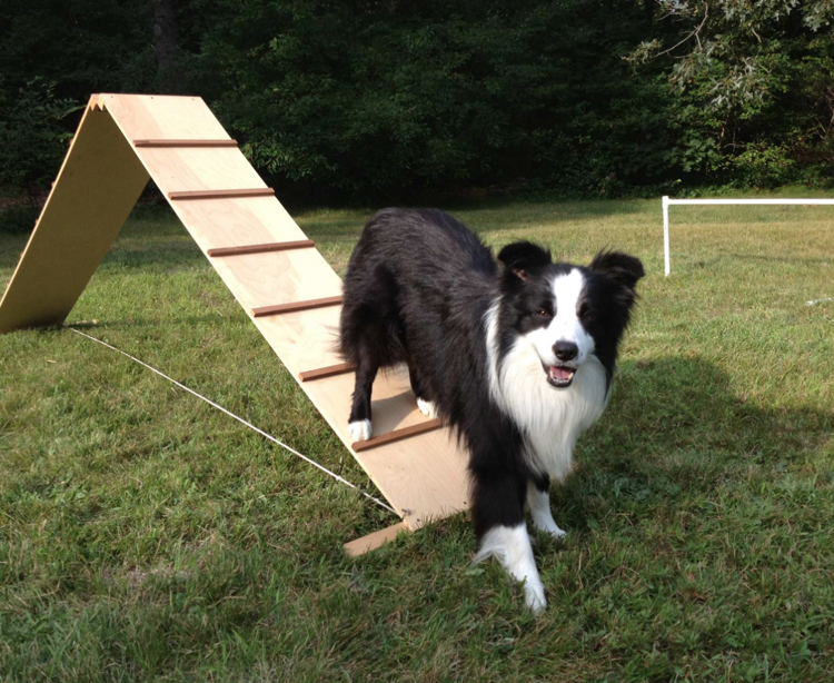Equipamento ao ar livre para treinamento de cães