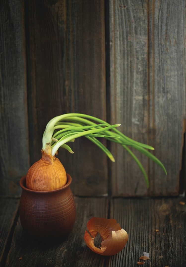 ervas e plantas-cultivo-cebolas-pote-argila-cozinha-verdura