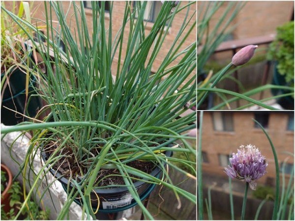 Cebolinha varanda com ervas e plantas, ideia fresca