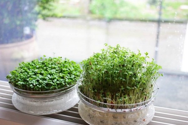 peitoril de janela germinando luz anual de agrião crescer