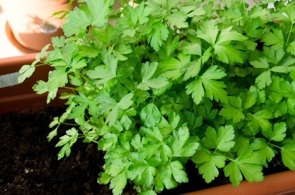 salsa plantador varanda cultivar ervas e plantas frescas