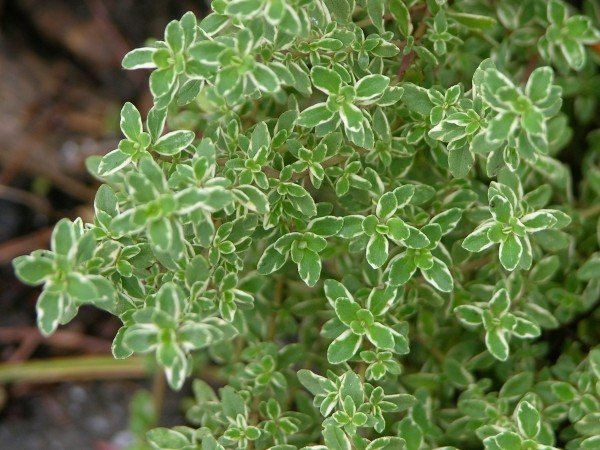 ervas de tomilho especiarias pote ervas e plantas de varanda