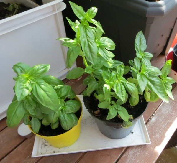 Pote de manjericão varanda com jardim de ervas