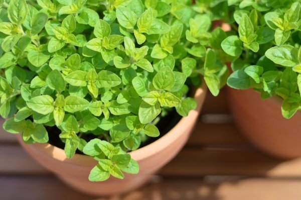 manjerona maconha ervas e plantas varanda jardim de ervas