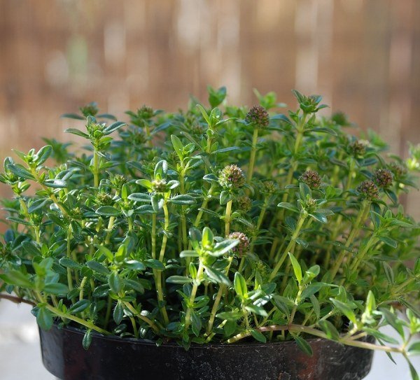 Salgados pote de varanda com ervas e plantas frescas em casa