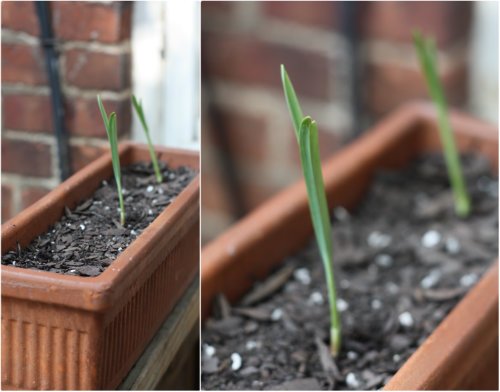 Pote de alho hastes de plantas de varanda