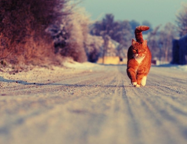 Rua andando-andando-gorda-ressaca