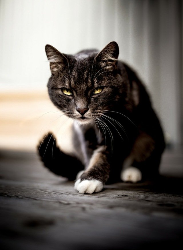 mais cuidado-olho-contato-pronto-para-pular gato