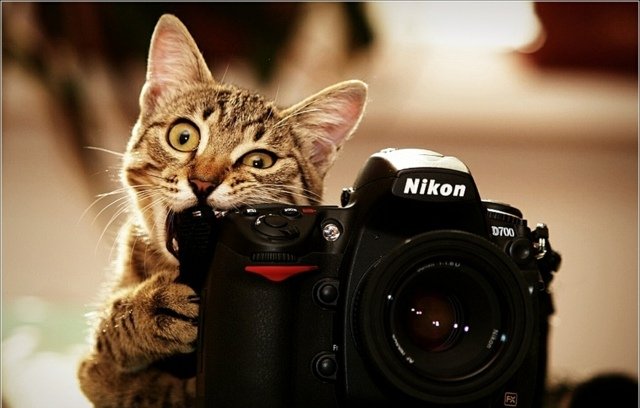 Little Cat Nikon Camera Bite
