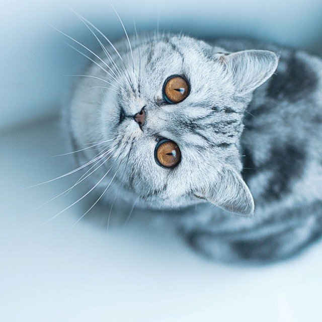 Imagens de gato olhos amarelos