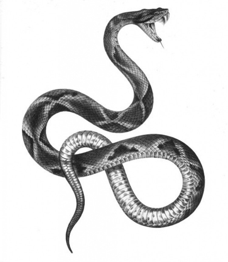 tatuagem-modelos-animais-cobra