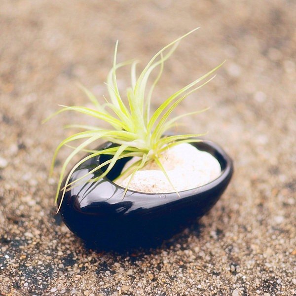Tillandsia plantas sem raízes recipiente oval zen