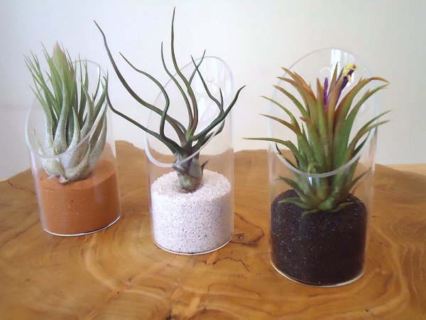 vaso de vidro deco areia tillandsia espécies