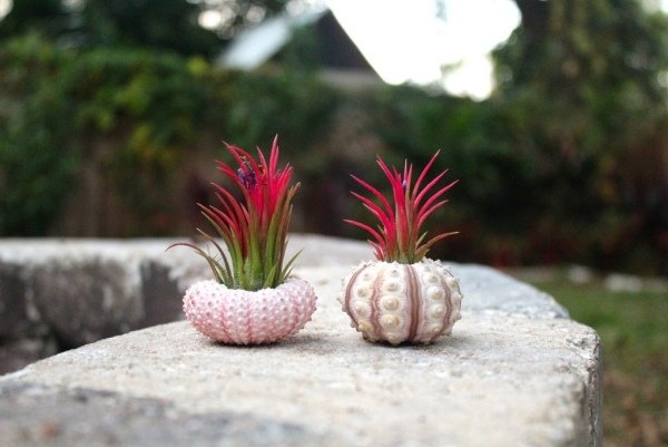 conchas de contêiner deco Tillandsia redondas