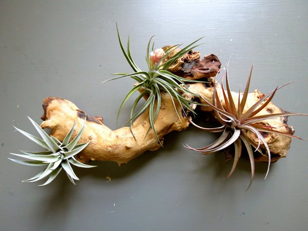 Anexe idéias de decoração com o galho de Tillandsia