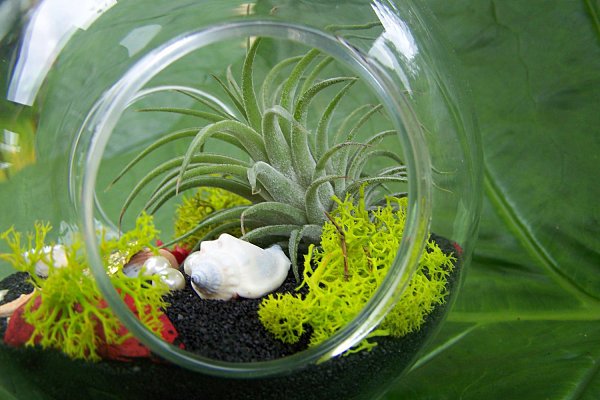 deco ideias tillandsien terrarium conchas de areia negra deco