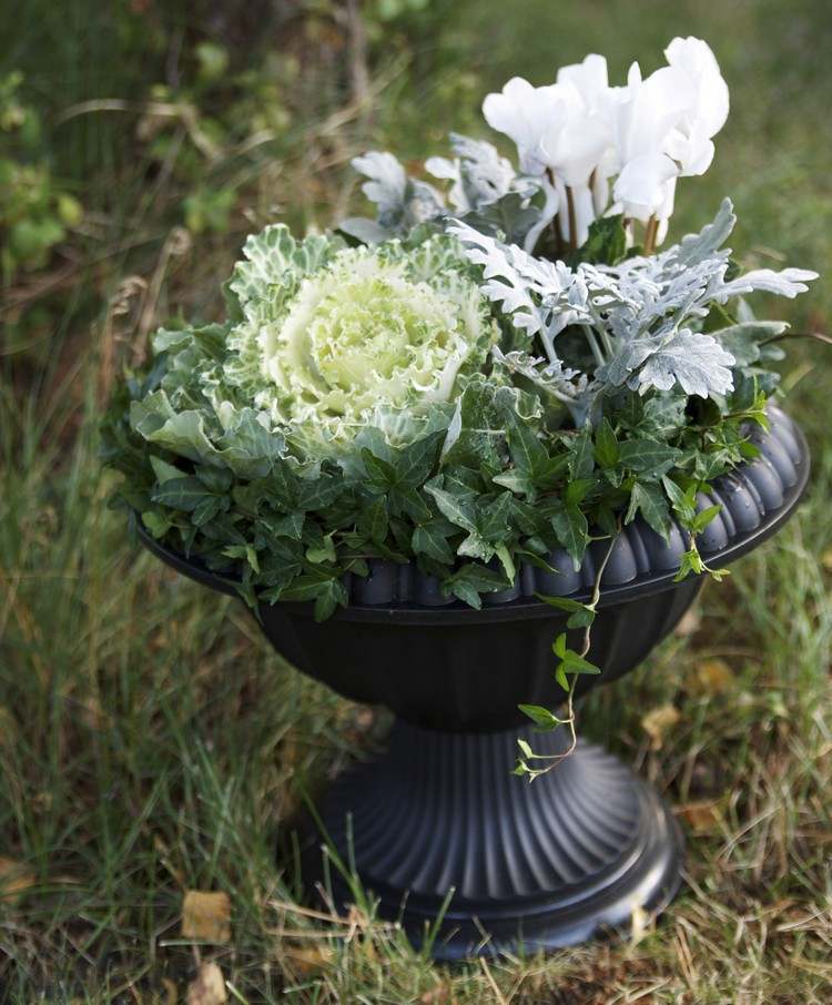 deco-ideias-outono-fora-plantador-branco-alpino violetas-repolho-branco-folha de prata