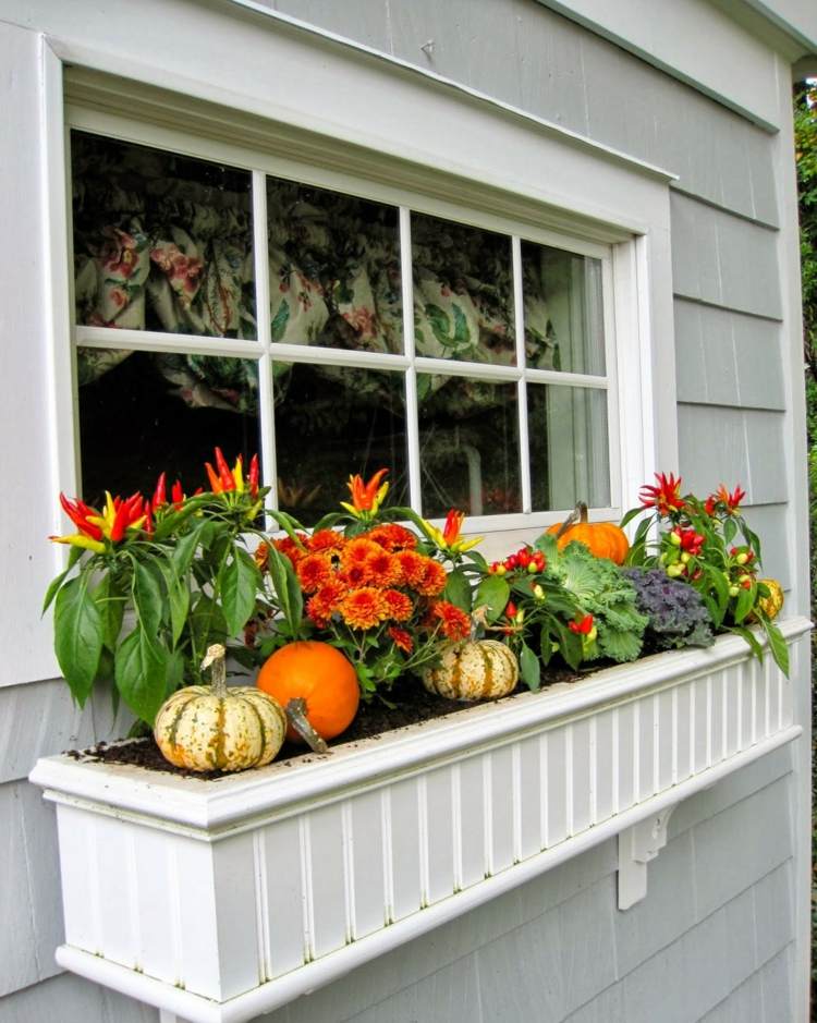 ideias deco para caixa de flores de outono janela chili crysanthemums laranja