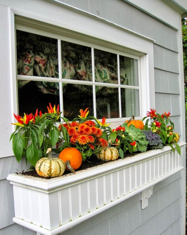 ideias deco para caixa de flores de outono janela chili crysanthemums laranja