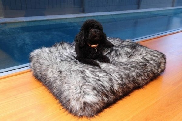Pêlo da cama do cachorro parece cinza-textura macia