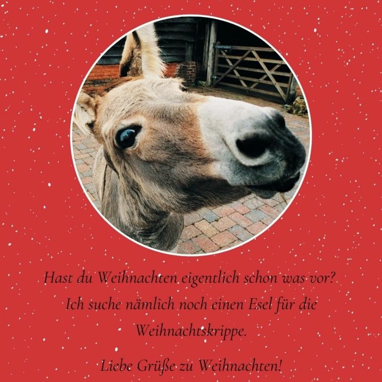 Envie cumprimentos engraçados para o Natal - ainda estou procurando um burro para o berço