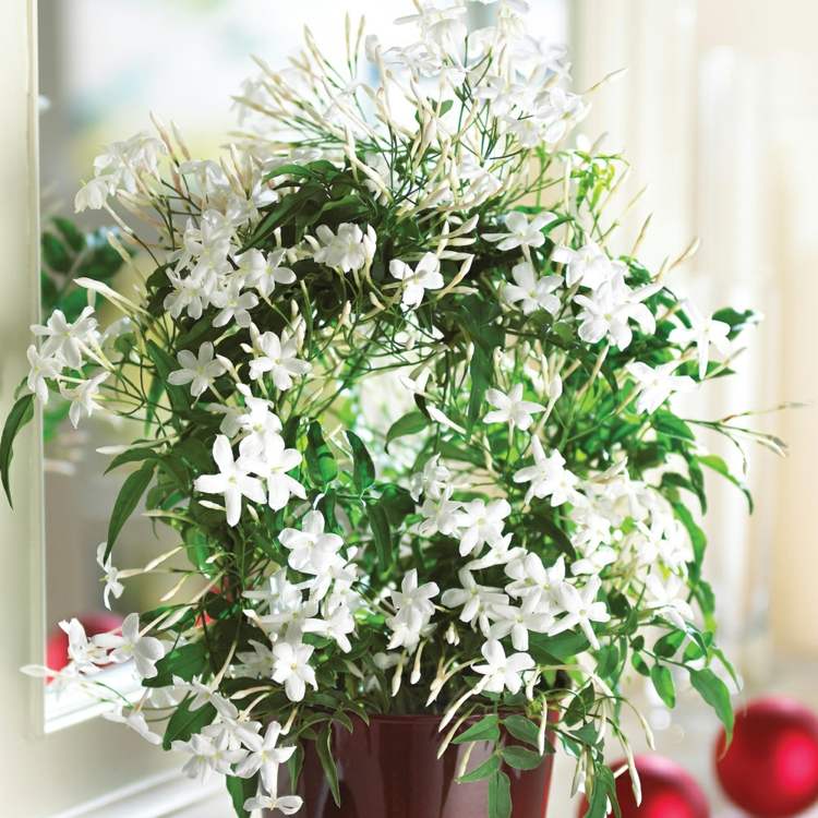 floração planta de casa espécie de jasmim flores brancas planta trepadeira