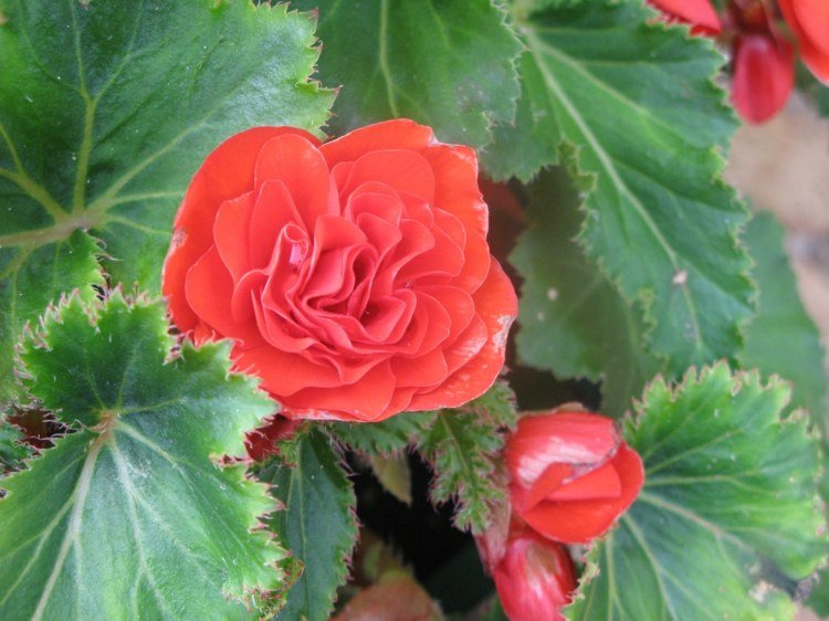 floração planta de casa espécie begônia cor salmão decoração flor