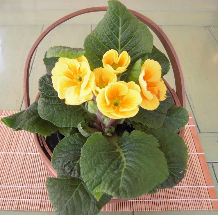 flores de plantas de casa espécies de prímula ideia de presente cesta amarela