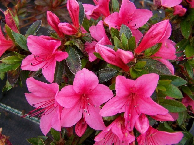 espécies de plantas de casa com flores Azalea nakaharae Rosa