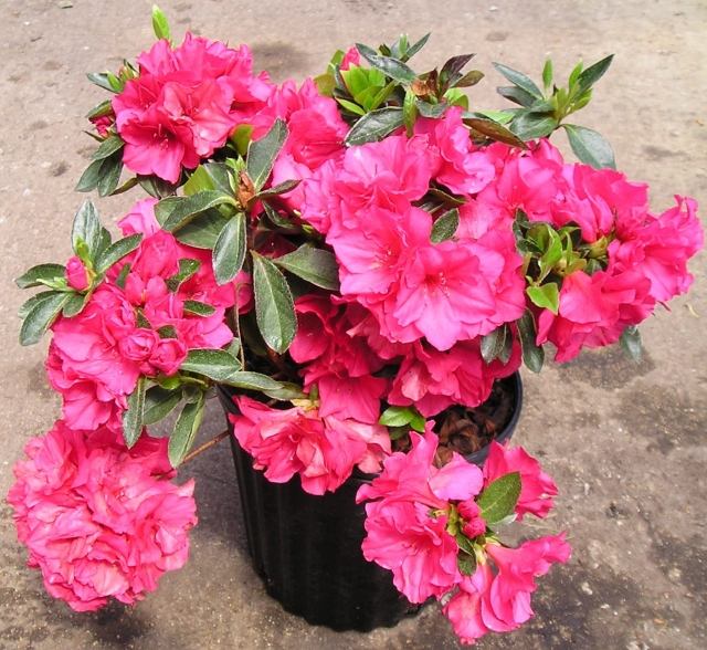plantas de casa com flores vaso de azaléias